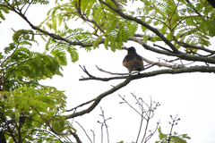 Chrysococcyx xanthorhynchus xanthorhynchus