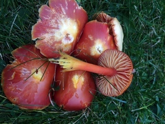 Hygrocybe coccinea