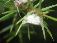 Oxyopes variabilis