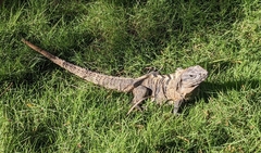 Ctenosaura similis