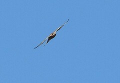 Falco sparverius