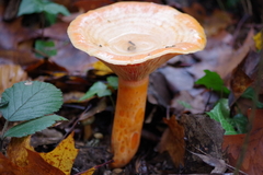 Lactarius salmonicolor