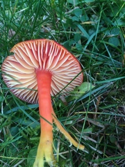 Hygrocybe coccinea