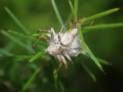 Oxyopes variabilis