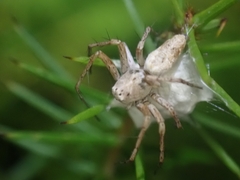 Oxyopes variabilis
