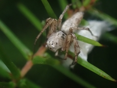 Oxyopes variabilis