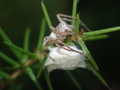 Oxyopes variabilis