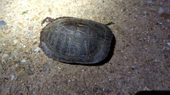 Trachemys scripta