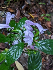Strobilanthes cusia