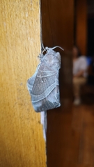 Lebeda nobilis