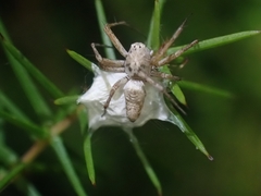 Oxyopes variabilis