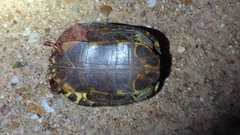 Trachemys scripta