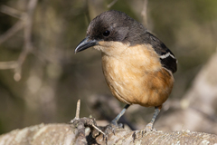 Laniarius ferrugineus