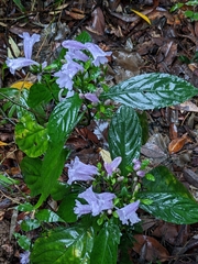 Strobilanthes cusia