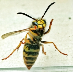 Vespula flaviceps
