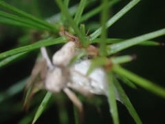 Oxyopes variabilis