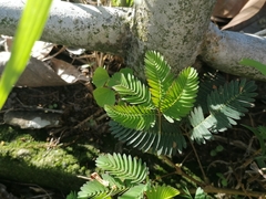 Mimoseae