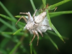 Oxyopes variabilis