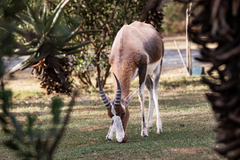 Damaliscus pygargus pygargus