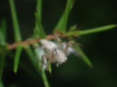 Oxyopes variabilis