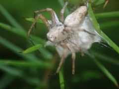 Oxyopes variabilis