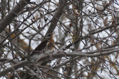 Turdus pilaris