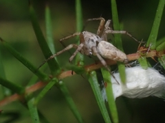 Oxyopes variabilis