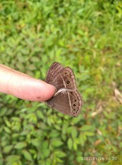 Mycalesis horsfieldi