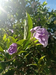 Brunfelsia pauciflora
