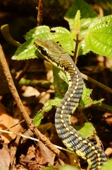 Dendrelaphis schokari