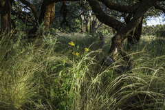 Xerochrysum bracteatum