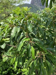 Sapium glandulosum