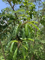 Sapium glandulosum