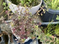 Thymus × citriodorus