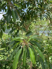 Sapium glandulosum