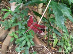 Neurothemis terminata