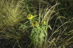 Xerochrysum bracteatum