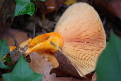 Lactarius salmonicolor