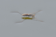 Aquarius adelaidis