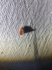 Cryptophlebia ombrodelta