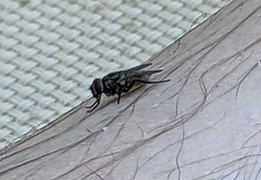 Musca domestica