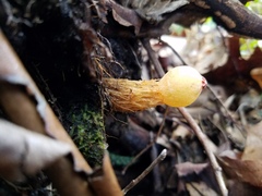 Calostoma