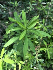 Euphorbia kraussiana