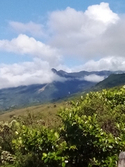 Chorrobius crassilabrum