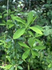 Euphorbia kraussiana