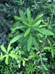 Euphorbia kraussiana