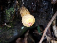 Calostoma