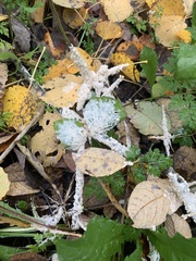 Didymium mucilago