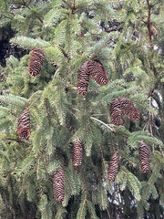 Picea abies
