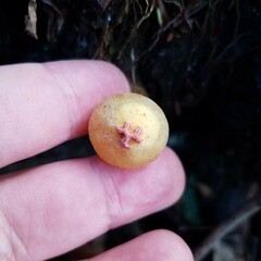 Calostoma